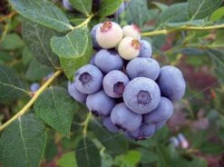 Vaccinium Ashei Brightwell