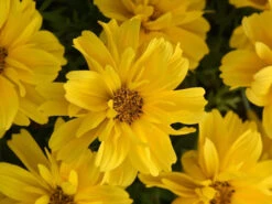 Bidens Sun Drop Double Yellow