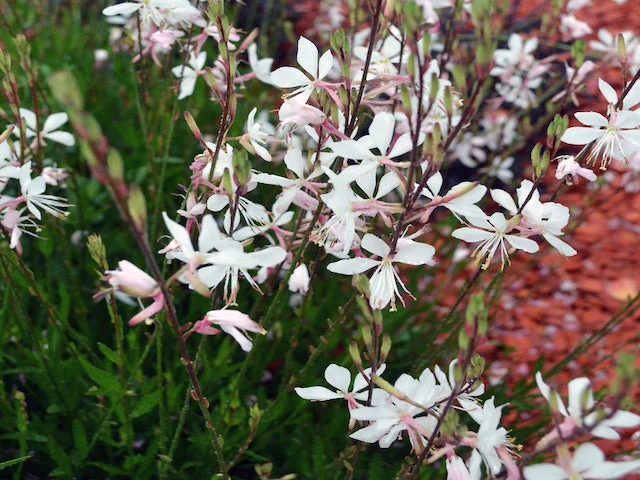 Oenothera (Gaura) Lindheimeri Belleza White - Image 4