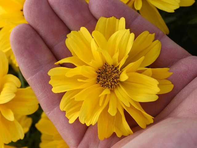 Bidens Sun Drop Double Yellow - Image 2