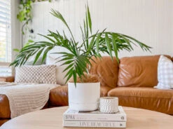 Palm + Pot + Plant + Soil