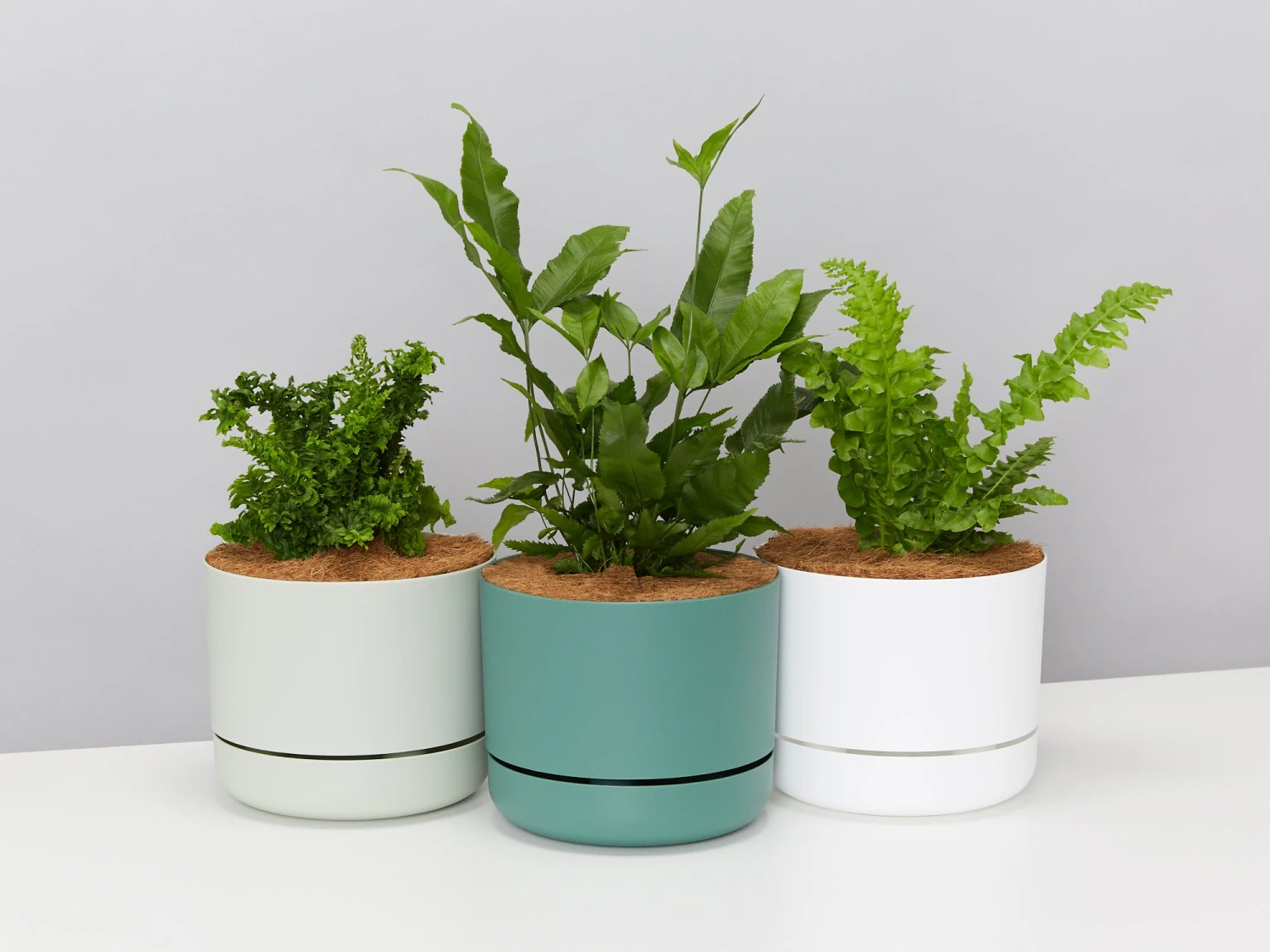 Fern Gift Box - Pot + Plant + Soil - Image 2