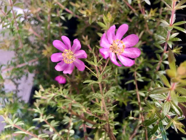 Bauera Rubioides - Image 2