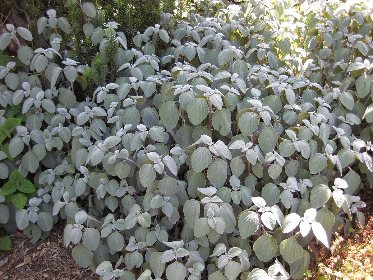 Plectranthus Argentatus - Image 5