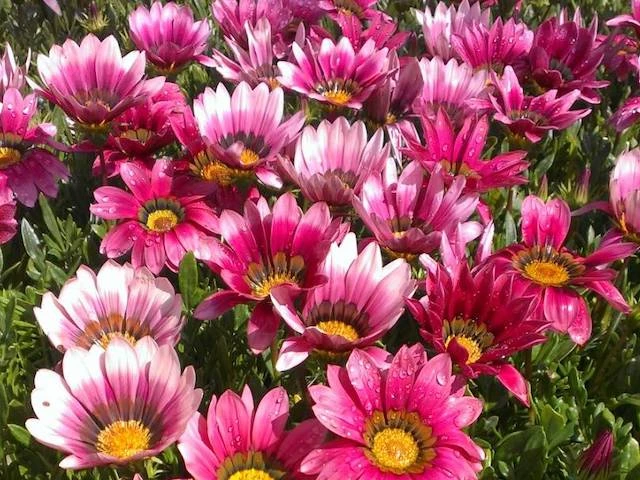Gazania Rigens Pink ???? - Image 4
