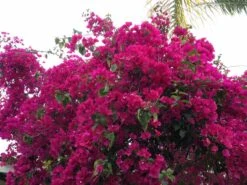 Bougainvillea Elizabeth