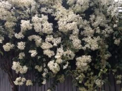Bougainvillea White Cascade
