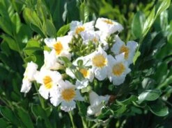 Radermachera "Summer Scent"