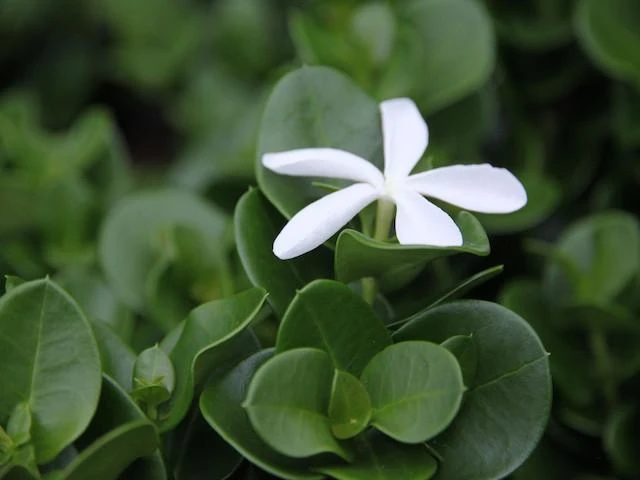Carissa Grandiflora 'Desert Star' Plants - Image 3