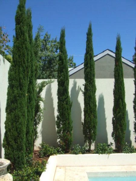 Cupressus Sempervirens 'Nitschke’s Needle' - Image 3