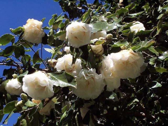 Camellia Elegans Champagne (white Flower) - Image 2