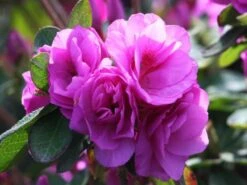 Azalea Indica Happy Days