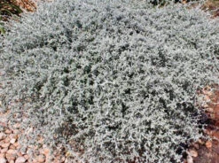 Helichrysum Hybrid 'Silverstar'