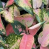 Aglaonema - Spitfire Multicolour