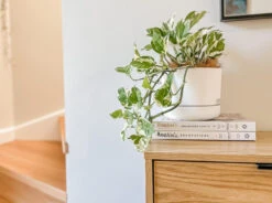 Pothos Snow Queen - Pot + Plant + Soil