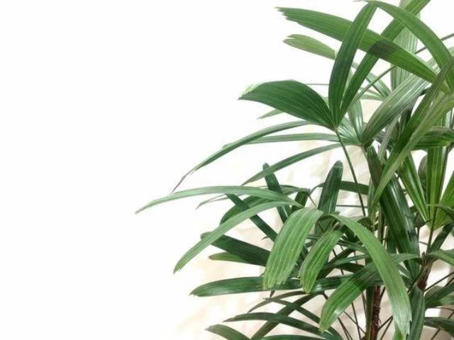 Rhapis Excelsa - Image 4