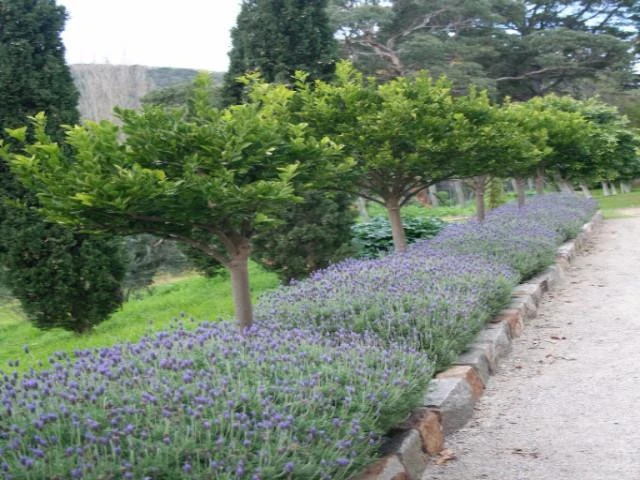 Lavender Avonview - Image 2