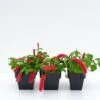 Acalypha Reptans Stephie Ground Cover Pack