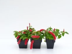 Acalypha Reptans Stephie Ground Cover Pack