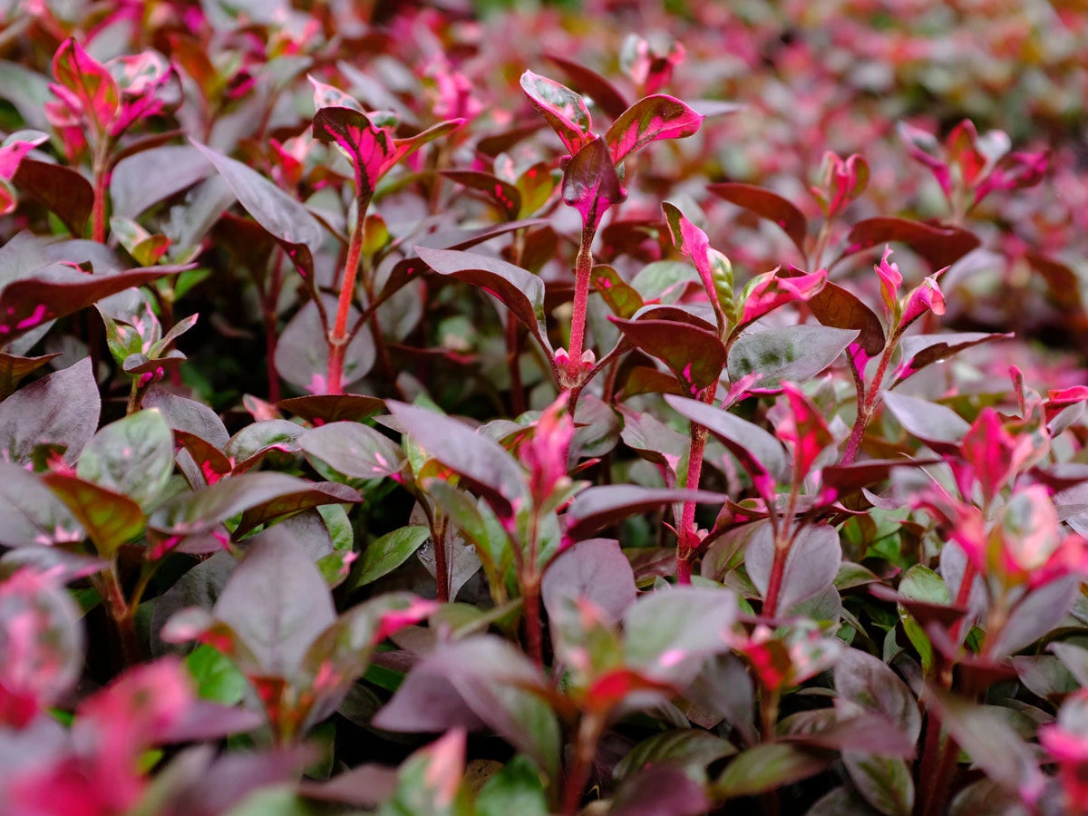 Alternanthera Amoena 'Purple Splash' - Image 2