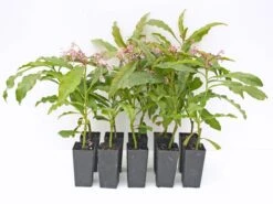 Ardisia Macrocarpa Mystique