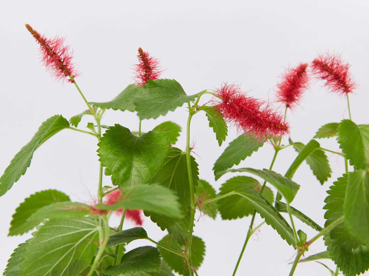 Acalypha Reptans Stephie Ground Cover Pack - Image 2