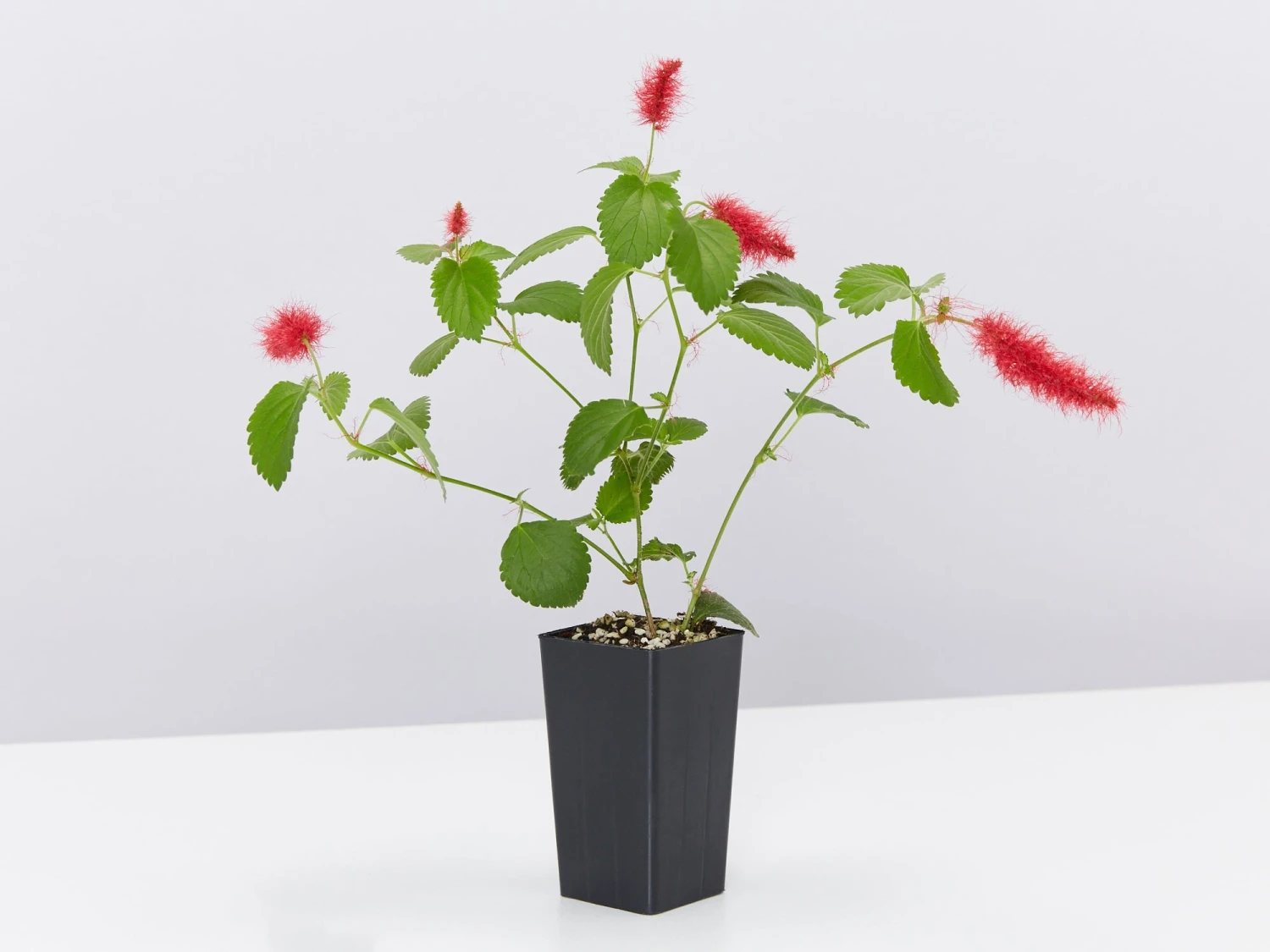 Acalypha Reptans Stephie Ground Cover Pack - Image 5