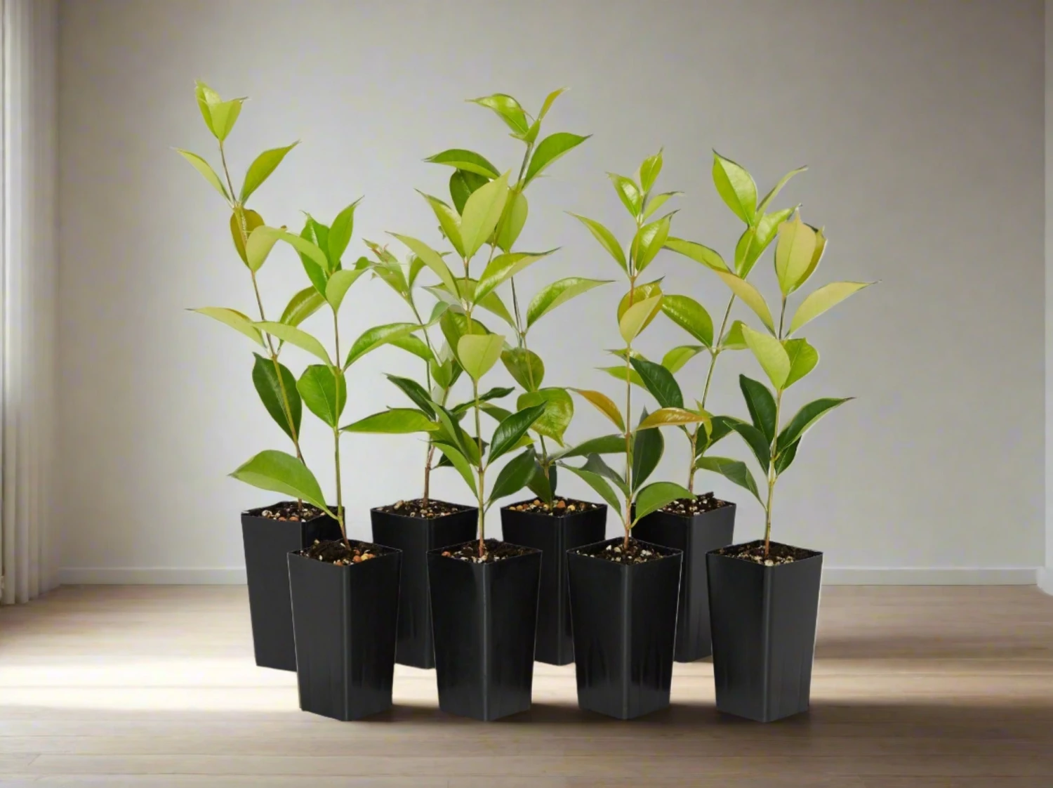 Acmena Smithii 'Firescreen' Lilly Pilly Screening Pack