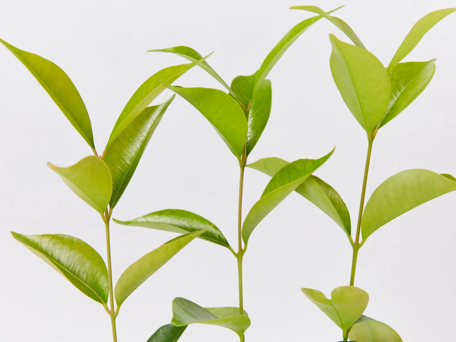 Acmena Smithii 'Firescreen' Lilly Pilly Screening Pack - Image 3