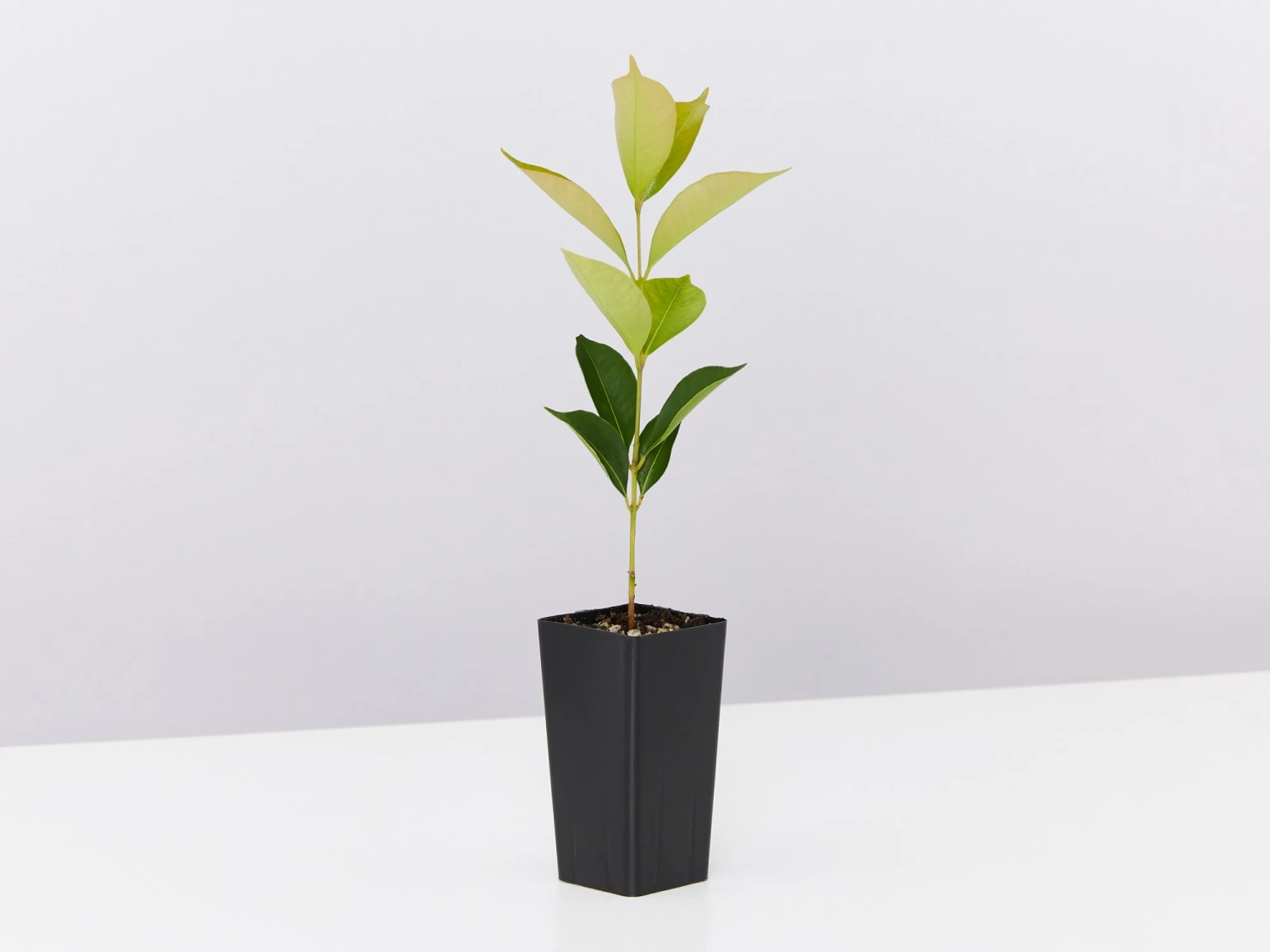 Acmena Smithii 'Firescreen' Lilly Pilly Screening Pack - Image 5