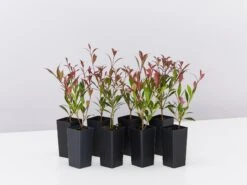 Acmena Smithii 'Forest Flame' Medium Hedge Pack