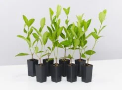 Acronychia Imperforata Vista S