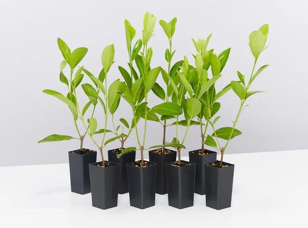 Acronychia Imperforata Vista S