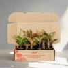 Aglaonema Mixed Box - The Chinese Evergreen Box