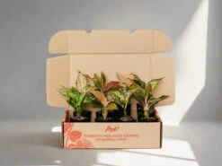 Aglaonema Mixed Box - The Chinese Evergreen Box