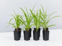 Agapanthus Orientalis Bella Border Plant Pack