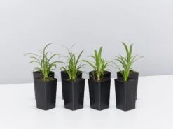 Agapanthus Queen Anne