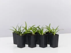 Agapanthus Africanus Snowball Plant Pack
