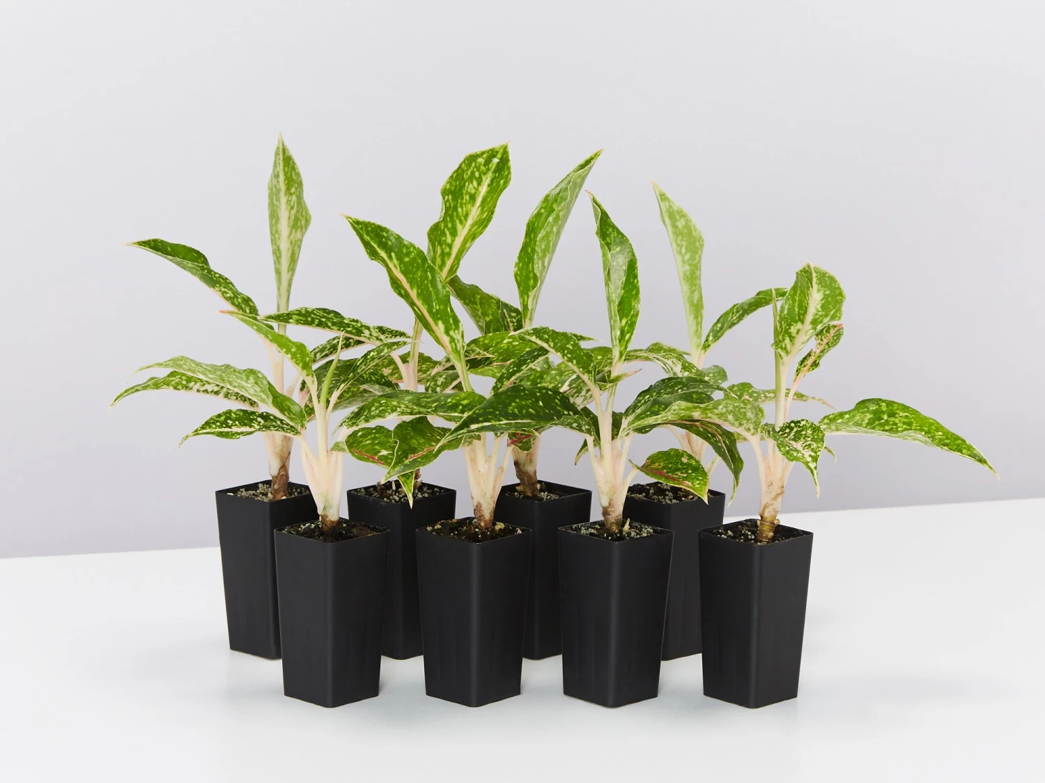 Aglaonema - Night Sparkle White Dots