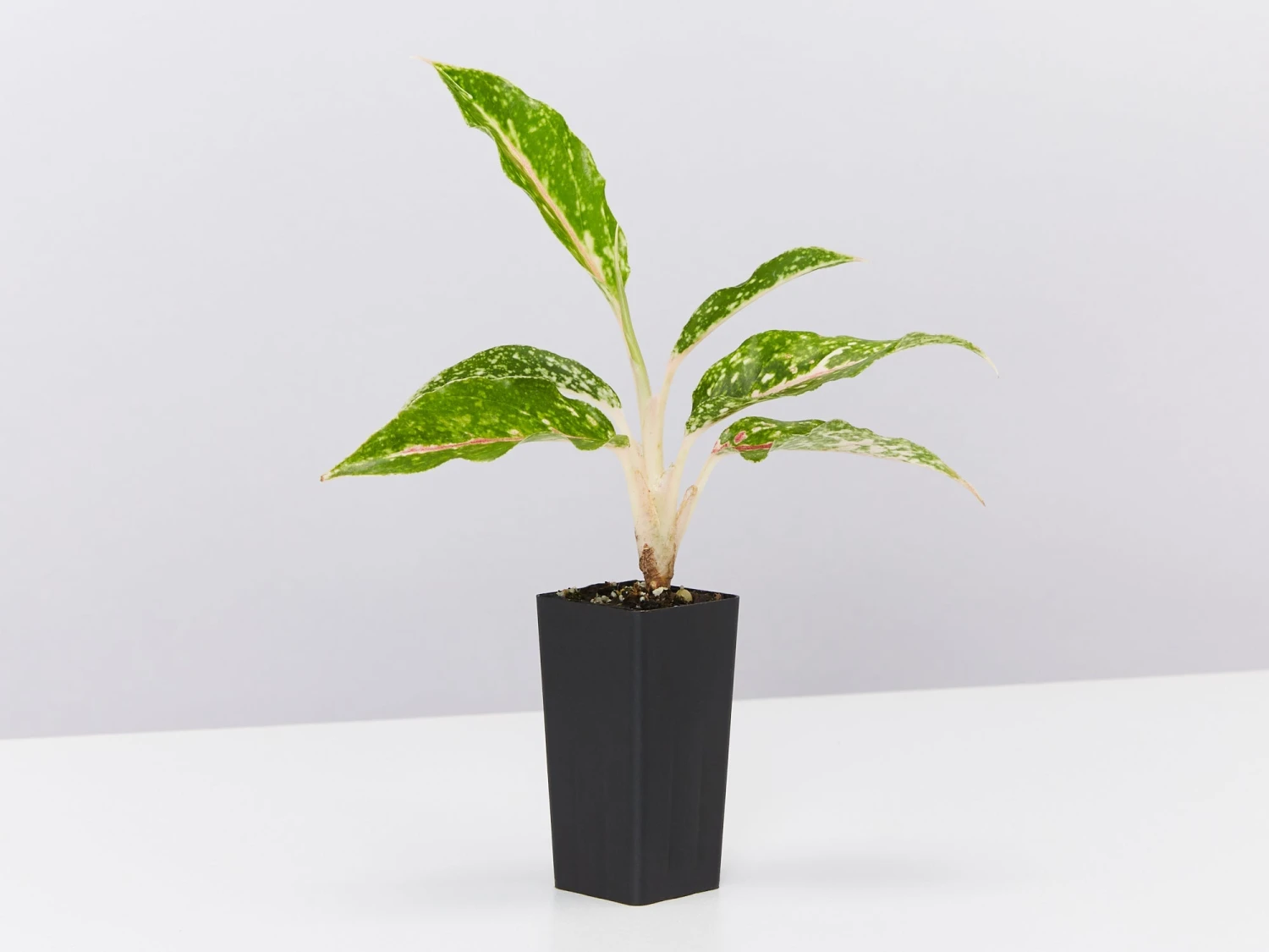 Aglaonema - Night Sparkle White Dots - Image 2