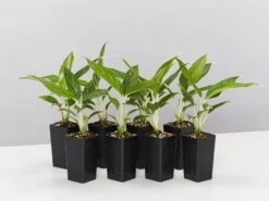 Aglaonema - Snow White