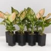 Aglaonema Pink - Favonian Pack