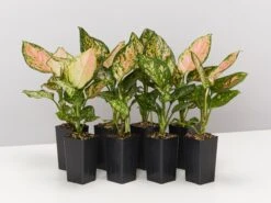 Aglaonema Pink - Favonian Pack