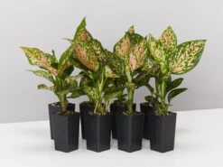 Aglaonema - Wishes Red/Pink