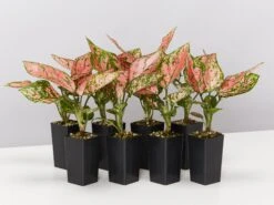Aglaonema Pink -Lady Valentine Pack