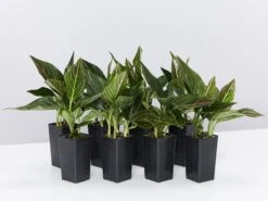 Aglaonema - Red Vein