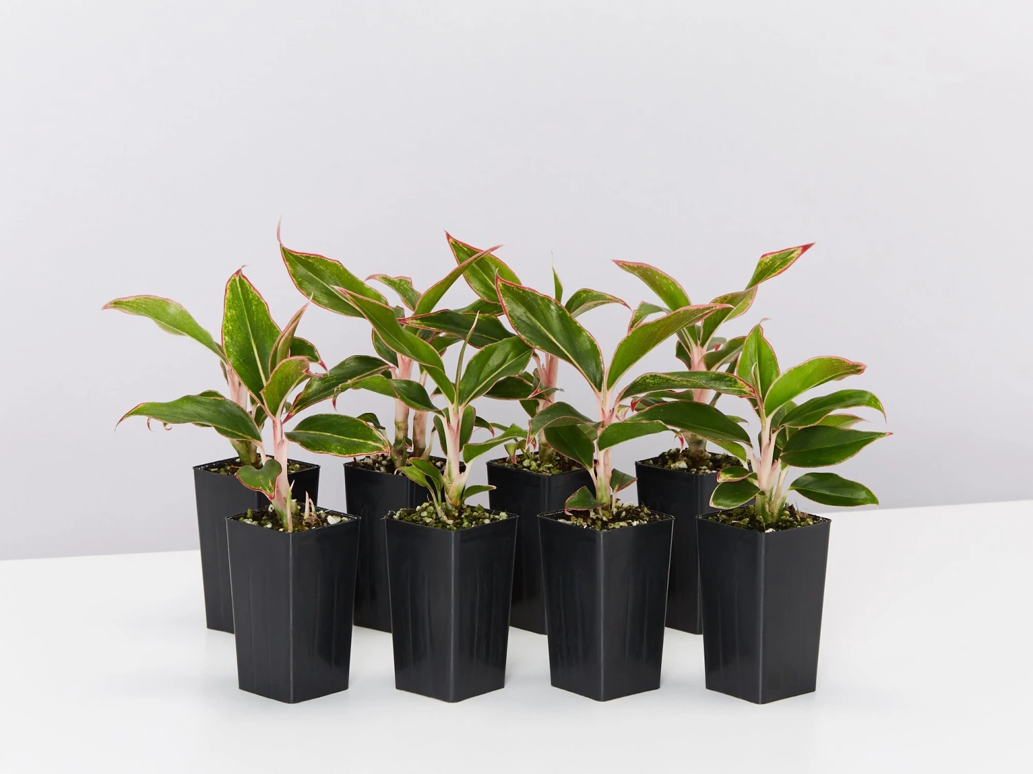 Aglaonema Red -Siam Aurora