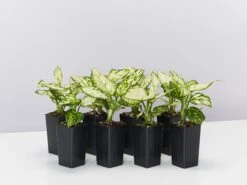 Aglaonema Super White