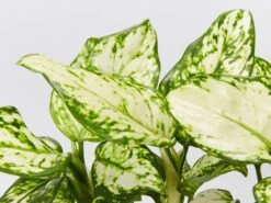 Aglaonema Super White - Pot + Plant + Soil