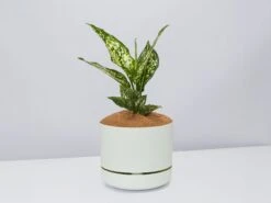Aglaonema Thai Snowflake - Pot + Plant + Soil